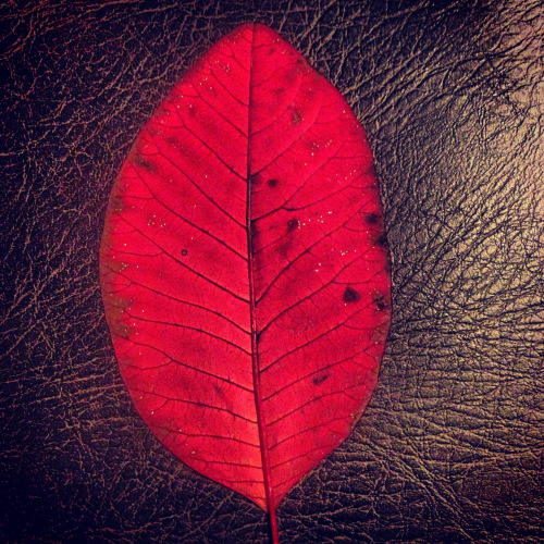 autumn-leaf