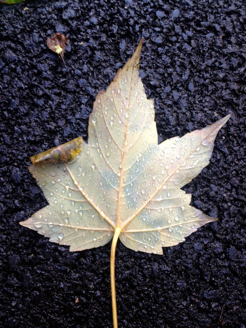 Sad Leaf